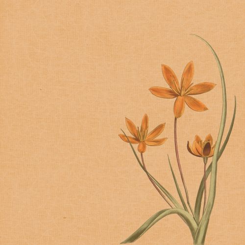 background texture orange flower