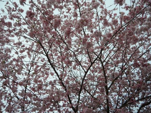 background blütenmeer ornamental cherry