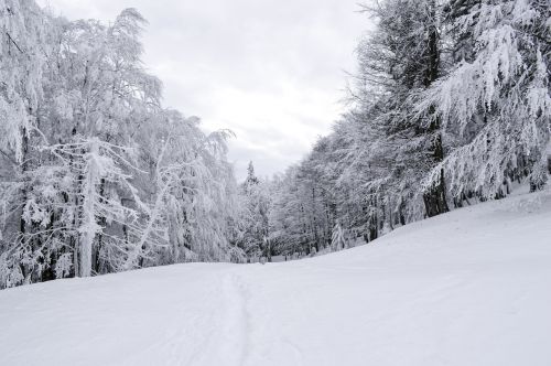 cold december forest