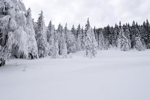 cold december forest