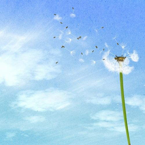 background dandelion blue sky