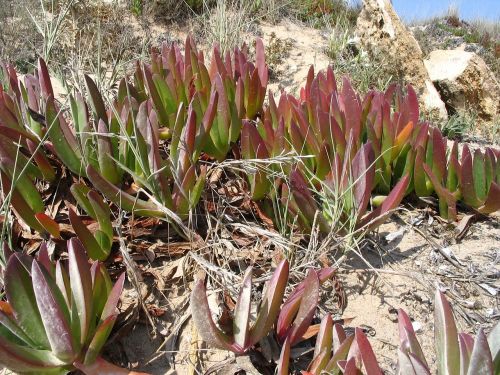 background beach plant