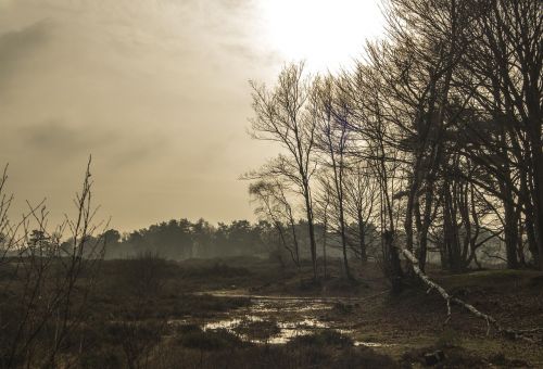 background nature air