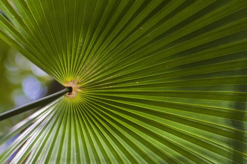 background plant green