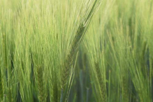 background wheat green