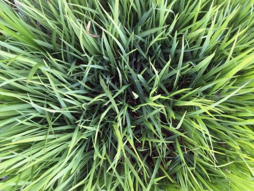 background texture grass