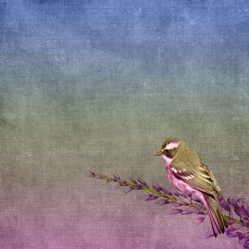 background bird branch