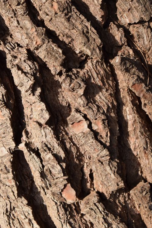 wood bark background