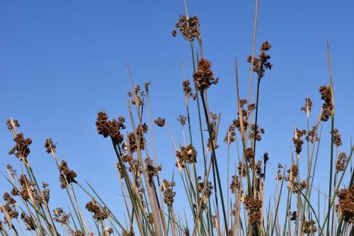 background grass bush