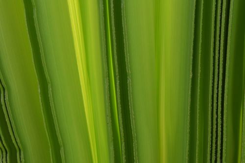 background green palm leaf