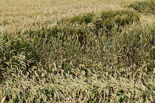 background wheat field cornfield