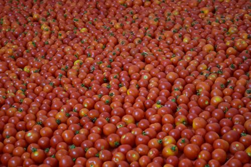 background tomatoes red