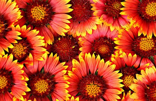 background flowers bright