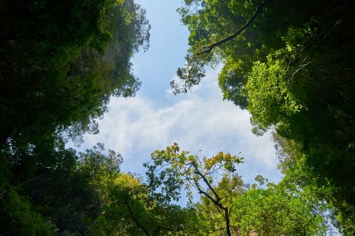 background texture nature