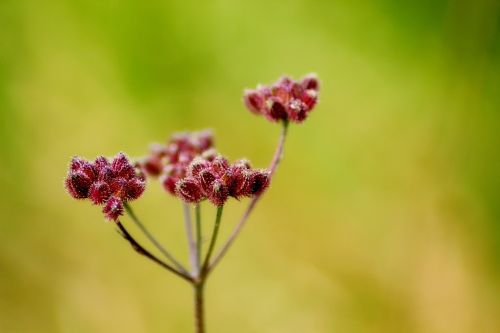 background summer fleuri