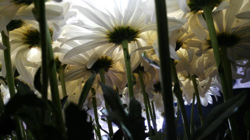 background white flowers nature