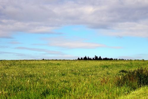 background meadow grass