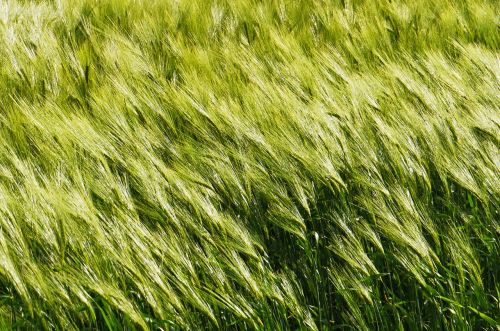 background barley in the wind cereals