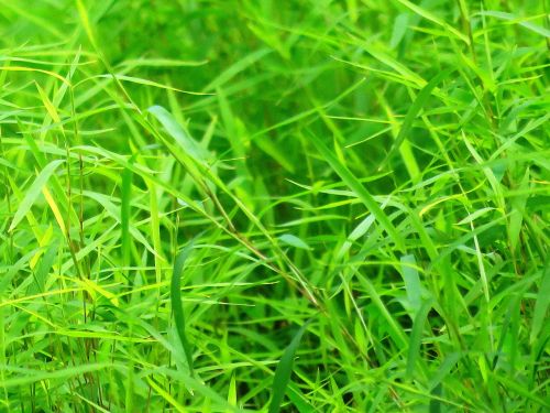 background green grass green