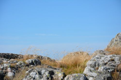 background grass wind