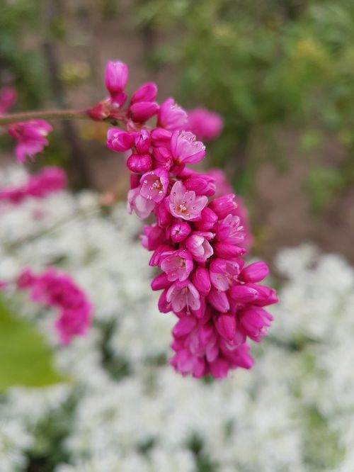 background beauty bloom