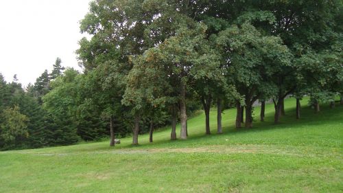 background trees grass