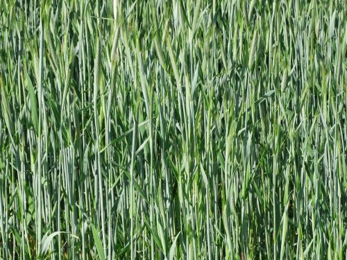 background wheat field