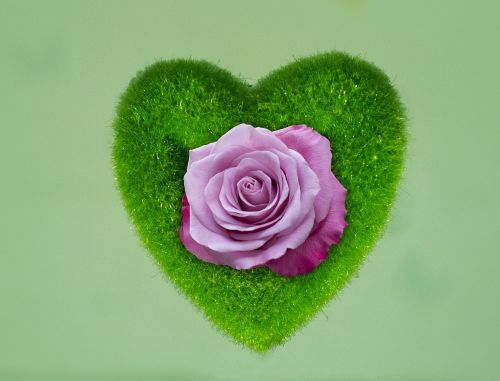 background roses heart