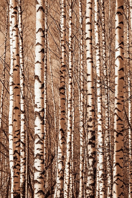 background  wood  texture