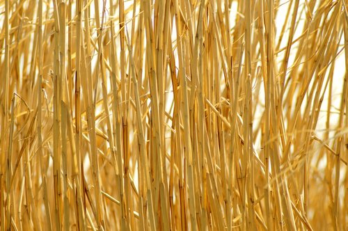 background  straw  golden