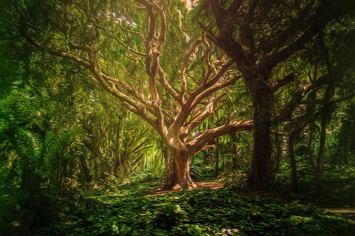 background  forest  trees