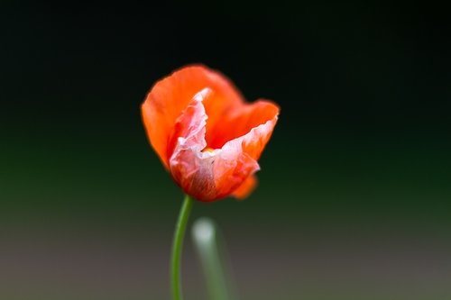 background  flower  poppy