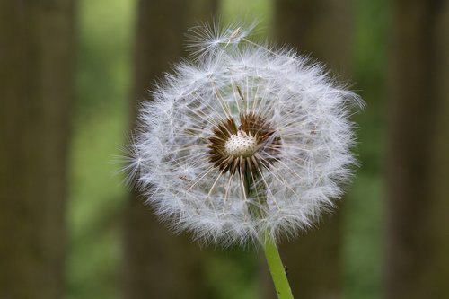 background  dandelion  meadow