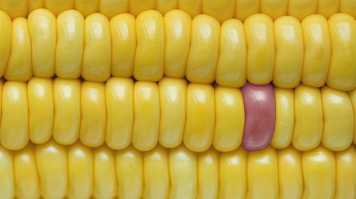 background  closeup  corn