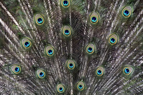 background  peacock feathers  peacock wheel