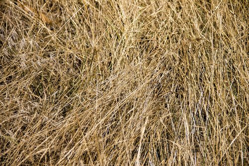 background  hay  grass