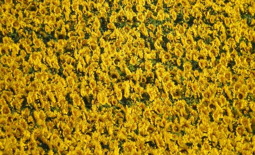 background  sunflower field  nature