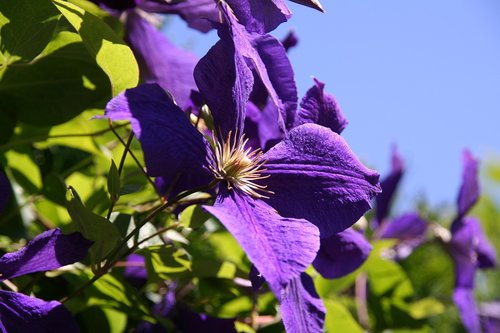 background  flower  summer