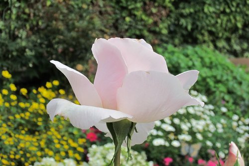 background  flower  summer