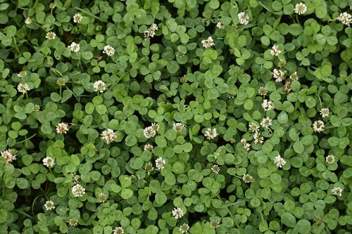 background  green  clover