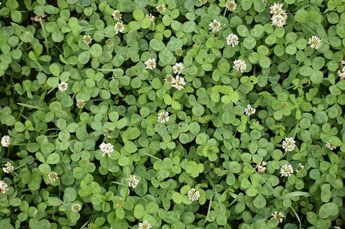 background  green  clover