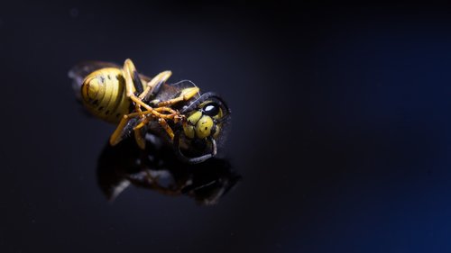 background  insect  wasp