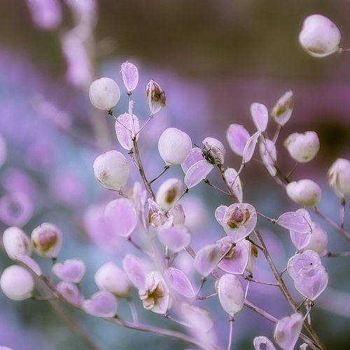 background  wild flower  purple