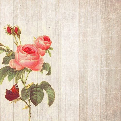 background  roses  boards