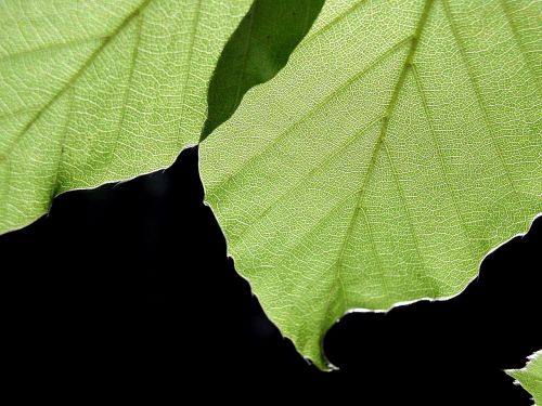 background black leaves