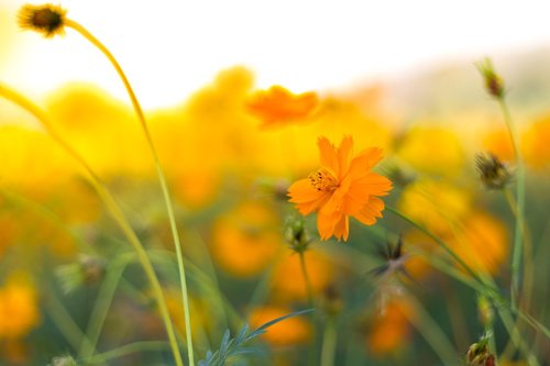 background  flowers  nature