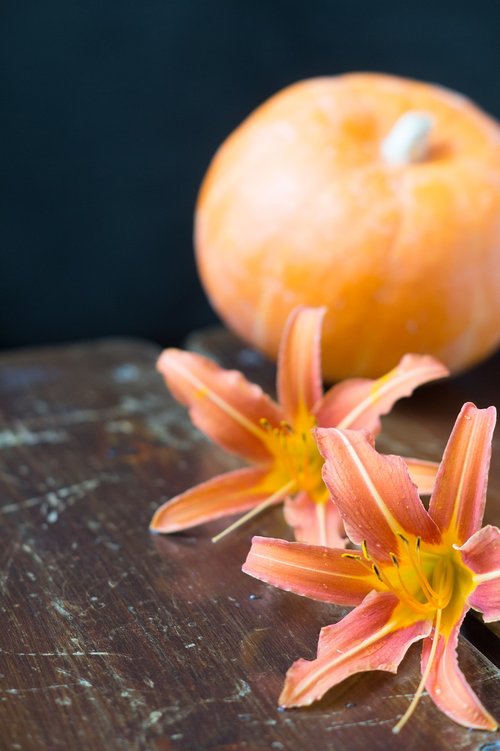 background  lily  orange