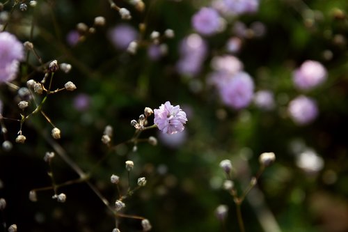 background  flowers  garden