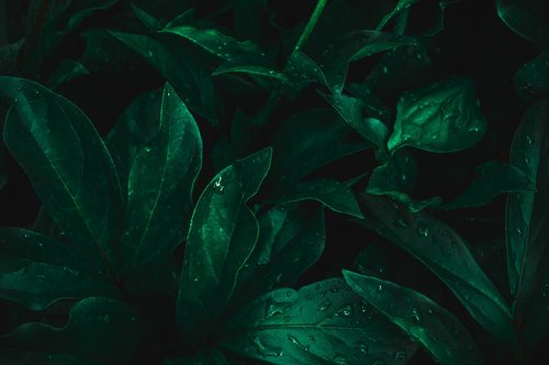 background  leaves  green