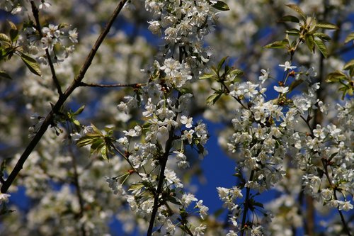 background  flowers  nature